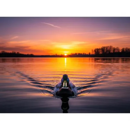 Sunset with Duck Canvas Wall Painting – Serenity, Positivity & Harmony